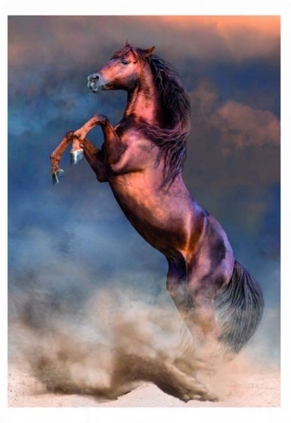 Puzzle Clementoni Kary dziki koń 500 EL 35595