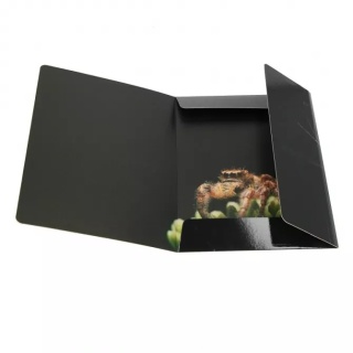 Teczka z gumką A4 na dokumenty szkolna rysunkowa pająk czarna wdowa 1szt