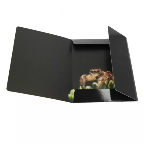 Teczka z gumką A4 na dokumenty szkolna rysunkowa pająk czarna wdowa 1szt