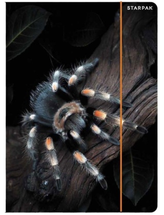 Teczka z gumką A4 na dokumenty szkolna rysunkowa pająk ptasznik czarna 1szt