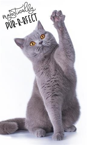 Ręcznik do przedszkola rąk KOT bengalski KOCIAK 30X50