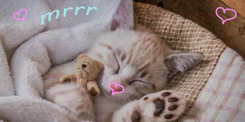 Ręcznik kąpielowy plażowy kot kotek 70x140