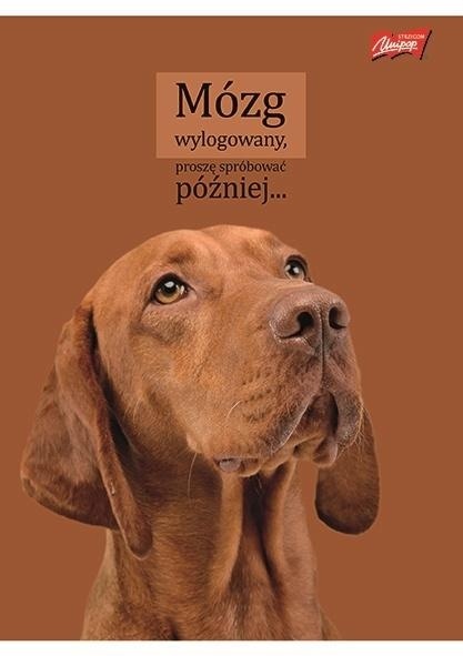 Zeszyt A4 w kratkę 60 kartek piesek pies A4/60k śmieszne napisy