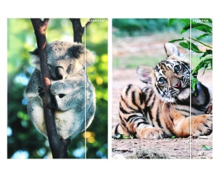 Teczka z gumką A4 na dokumenty szkolna TYGRYS KOALA dzikie zwierzęta 2 szt