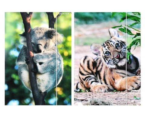 Teczka z gumką A4 na dokumenty szkolna TYGRYS KOALA dzikie zwierzęta 2 szt