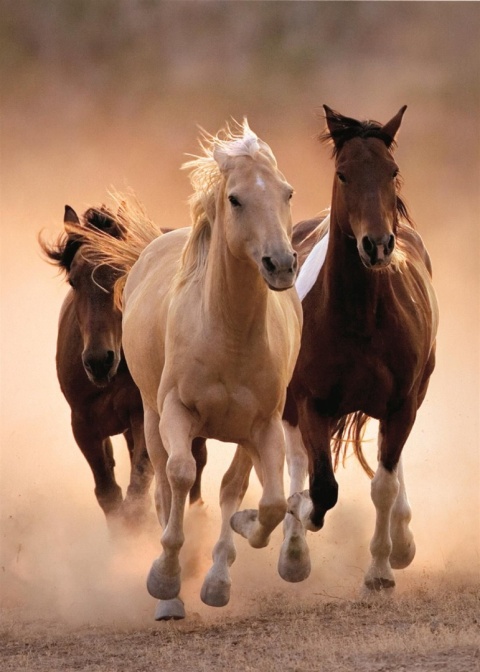 Konie w galopie koń 50x70cm Puzzle Clementoni 1000 EL 39168