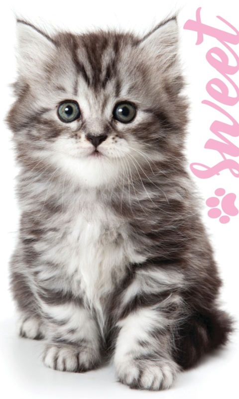 Ręcznik do przedszkola rąk KOT KOCIAK 30X50