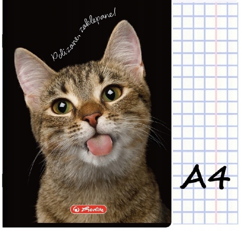 Zeszyt A4 w kratkę 60 kartek kudłaty kot kotek Herlitz