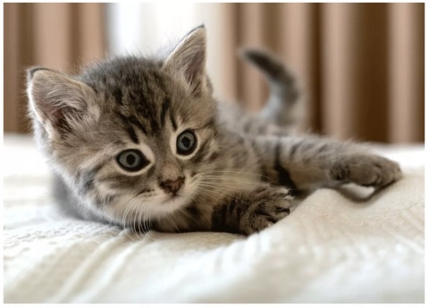 Koc kocyk polarowy narzuta KOT KOCIAK 100x140 cm